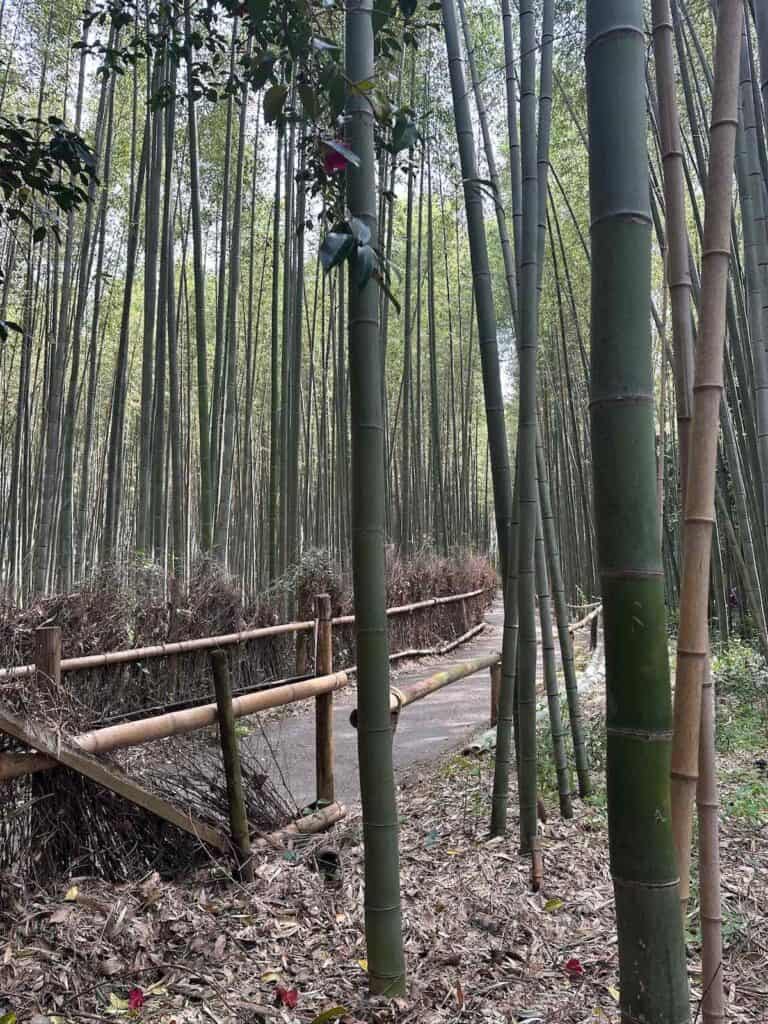 Bamboo forest path in Kyoto